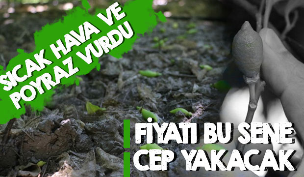 Fiyatı bu sene cep yakacak