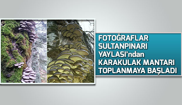 Fotoğraflar SultanpınarI Yaylasından Karakulak Mantarı toplanmaya başlandı