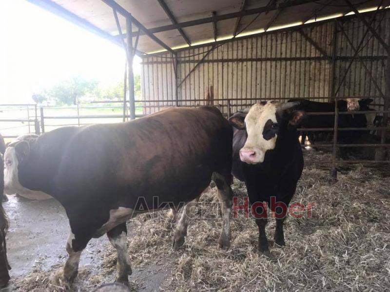 Hisse ve Kurbanlık satışları başladı