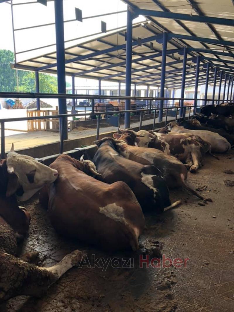 Hisse ve Kurbanlık satışları başladı