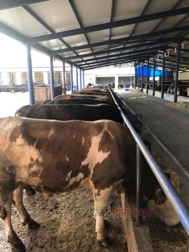 Hisse ve Kurbanlık satışları başladı