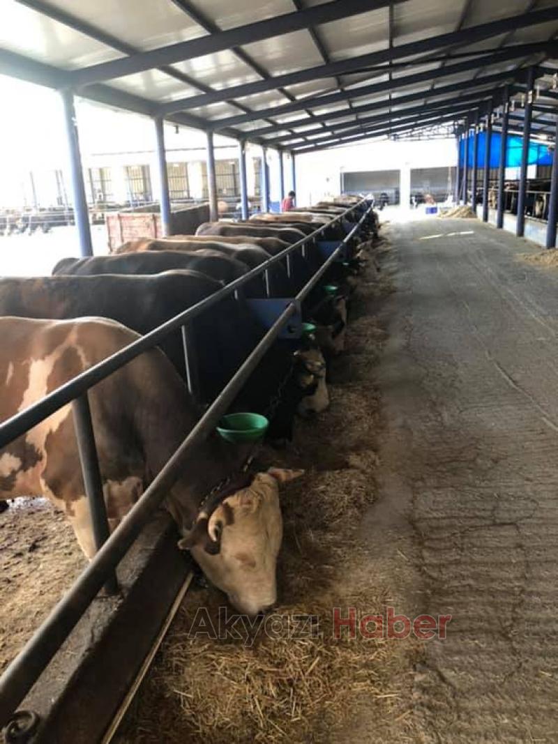 Hisse ve Kurbanlık satışları başladı