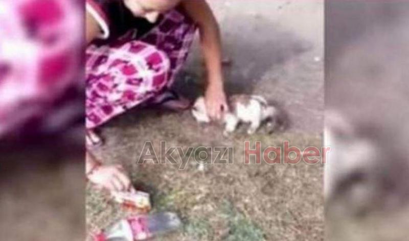 Kedilere işkence görüntülerine soruşturma