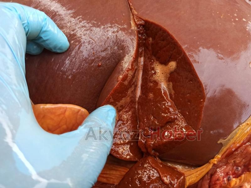 Topağaç'ta büyükbaş ölümleri