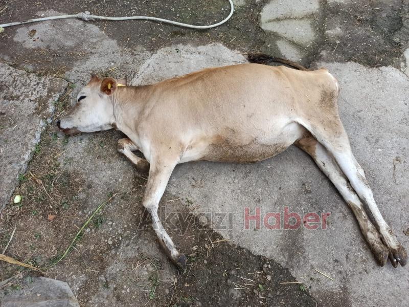 Topağaç'ta büyükbaş ölümleri