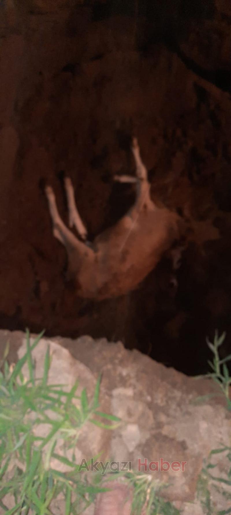 Topağaç'ta büyükbaş ölümleri