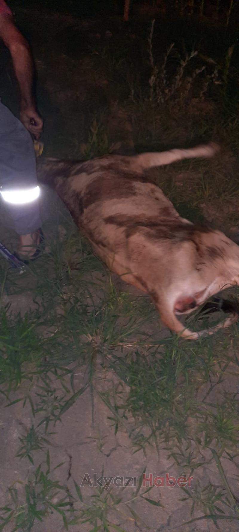 Topağaç'ta büyükbaş ölümleri