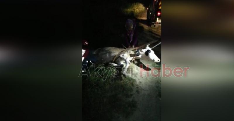 Kanala düşen inek böyle kurtarıldı