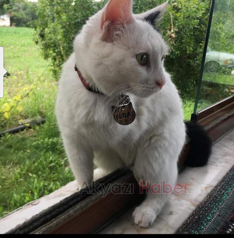 Silahla Sütlacı öldüren caninin bulunmasını istiyor