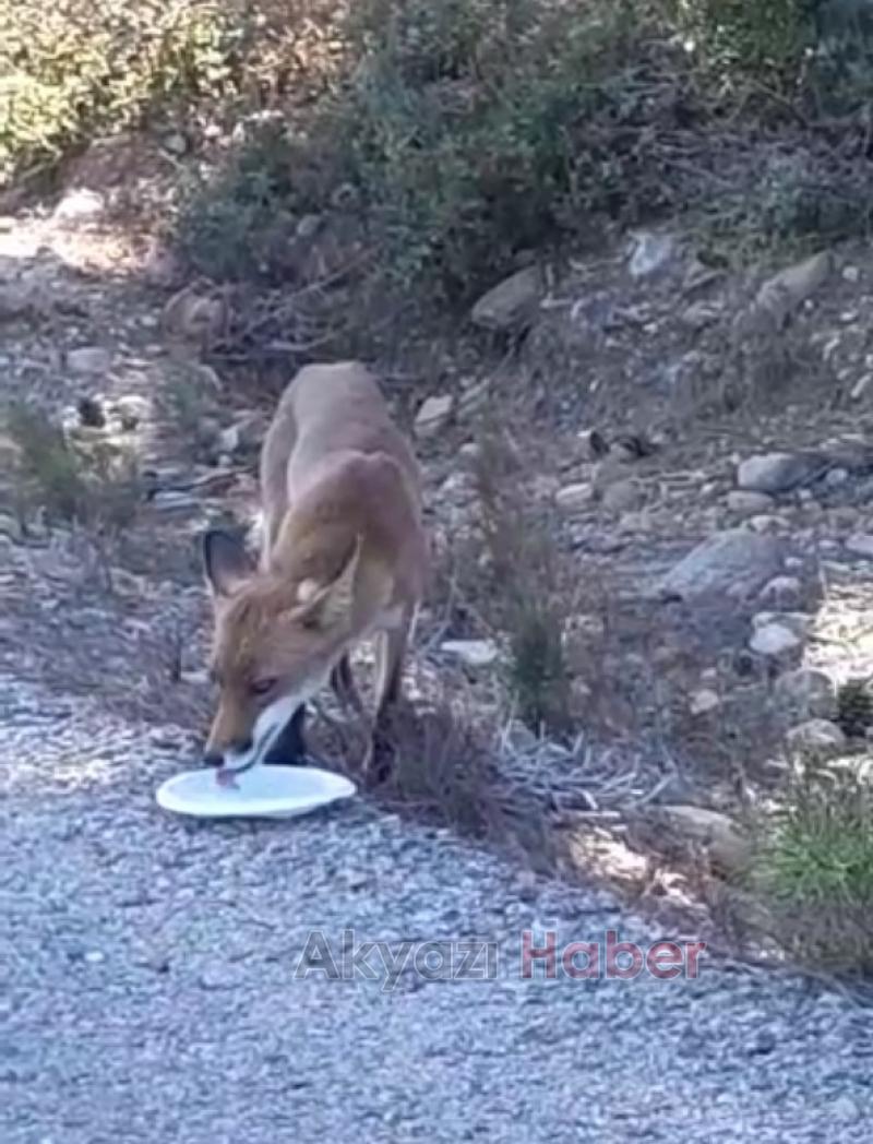 Karşısına çıkan tilkiye su verdi