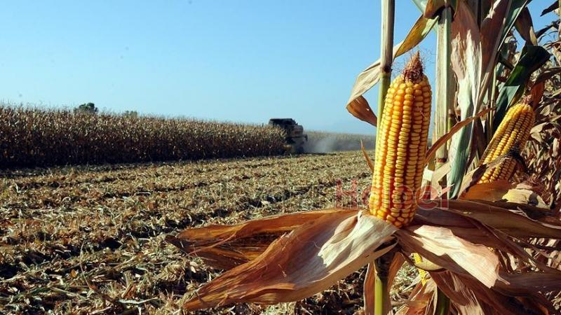 Mısır üreticisi tepkili
