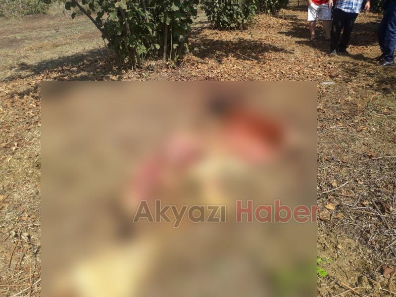 İneği parçalayıp etlerini çaldılar