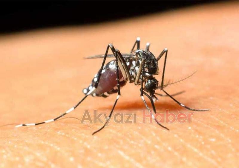 Akyazı'da Asya kaplanı korkusu