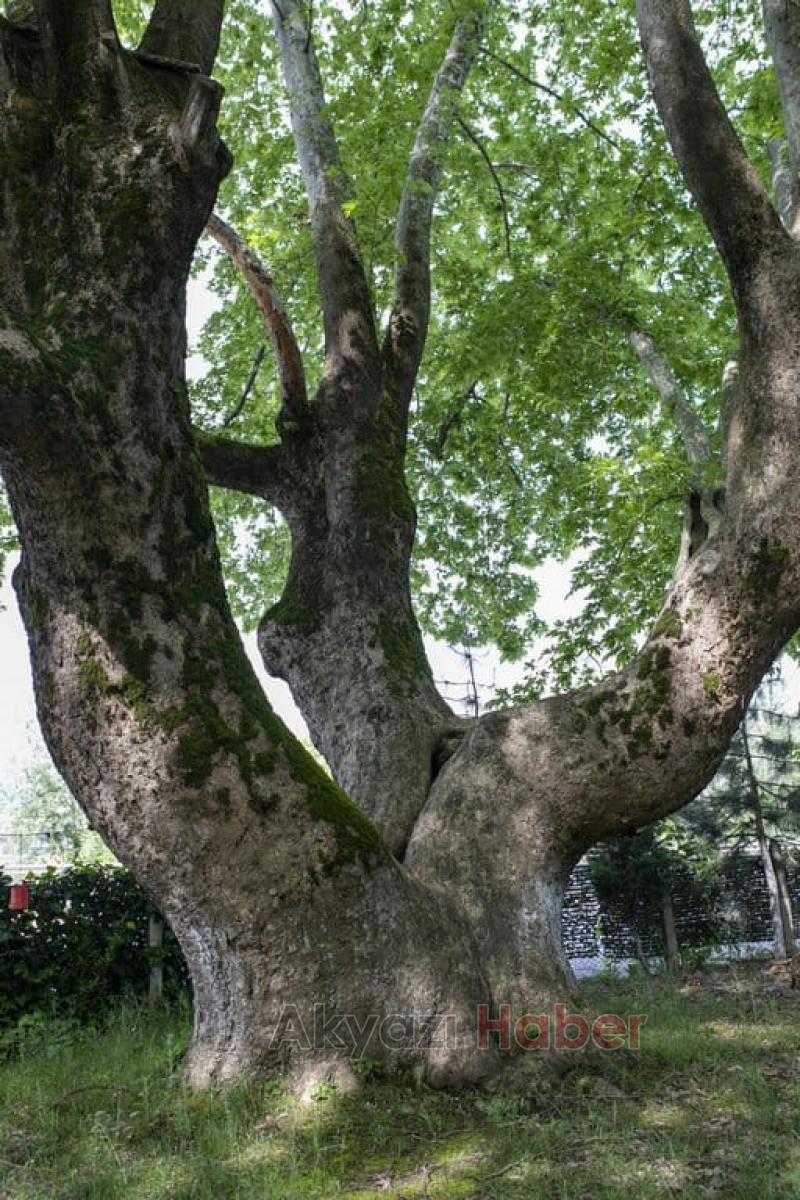 Anıt ağaçlar için güzergah değişti
