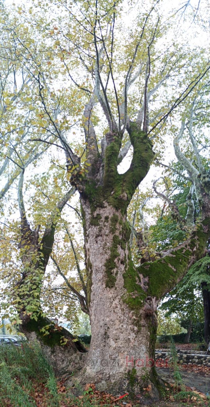 Anıt ağaçlar için güzergah değişti