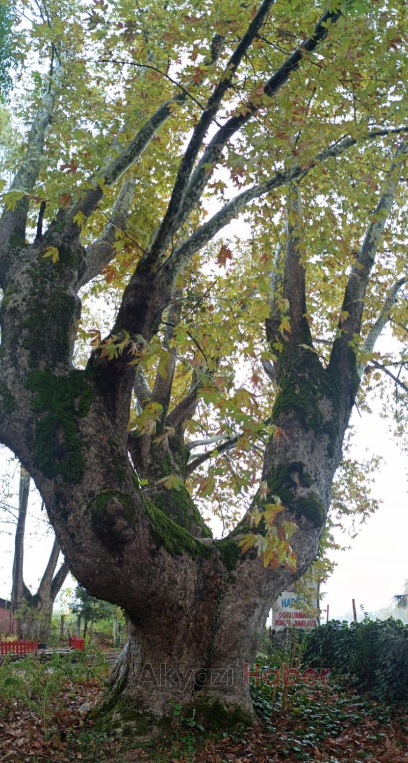 Anıt ağaçlar için güzergah değişti
