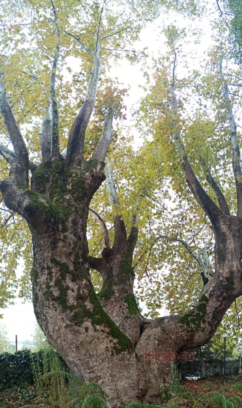 Anıt ağaçlar için güzergah değişti