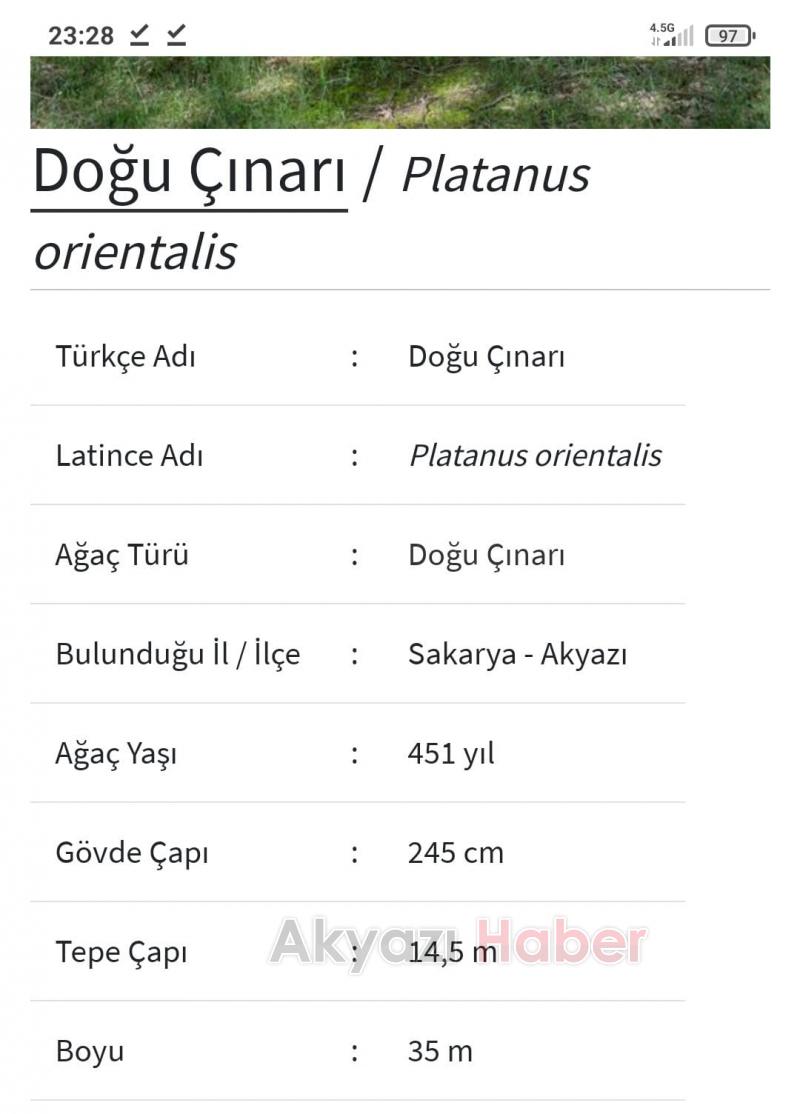 Anıt ağaçlar için güzergah değişti