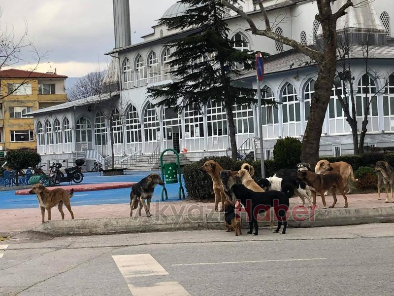 Sürü halinde gezen köpekler korku yaşatıyor