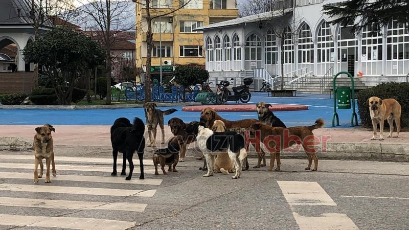 Sürü halinde gezen köpekler korku yaşatıyor
