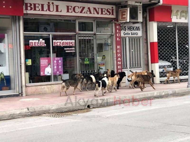 Sürü halinde gezen köpekler korku yaşatıyor
