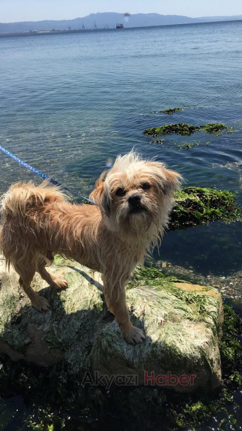 Kayıp köpeği bulana para ödülü verilecek