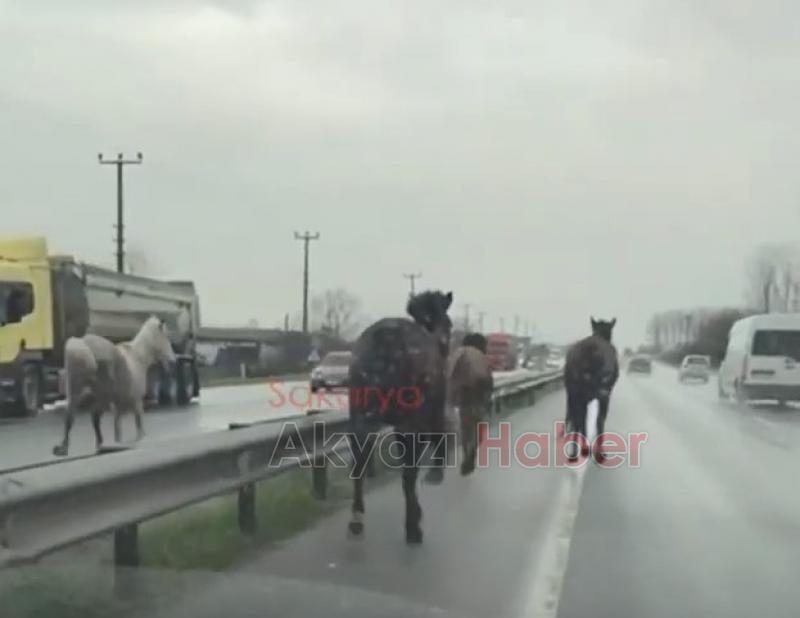 D-100de dört nala koştular