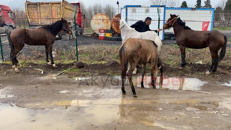 D-100de dört nala koştular