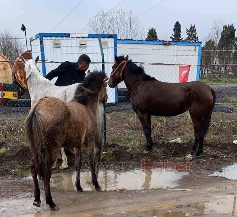 D-100de dört nala koştular