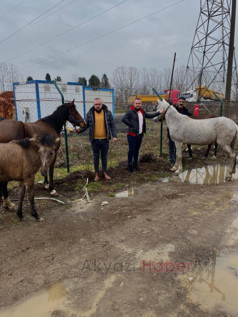 D-100de dört nala koştular