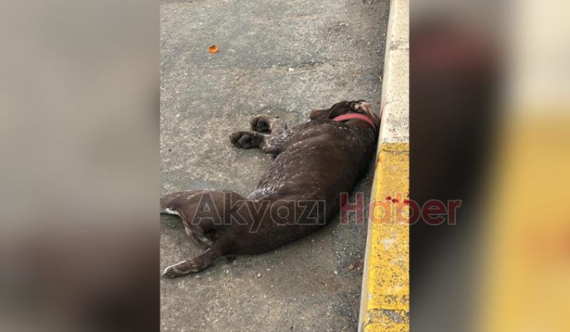 Duramayıp çarptığı köpek öldü