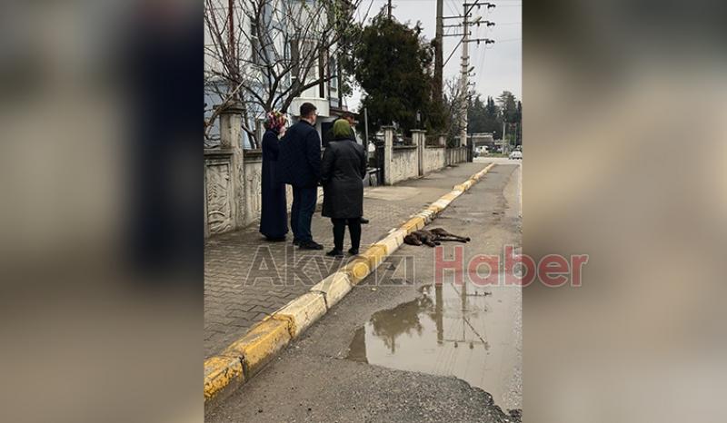 Duramayıp çarptığı köpek öldü