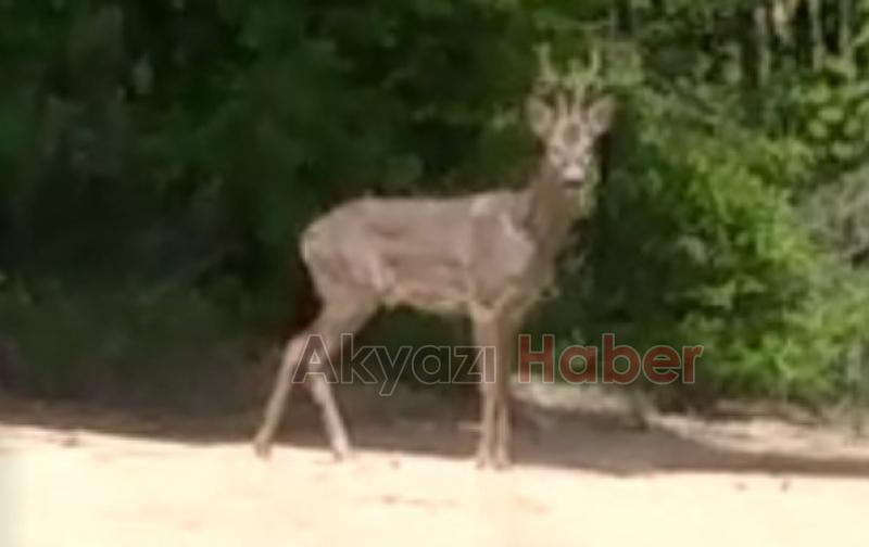 Bahçesinde ortaya çıktı, hemen kayda aldı