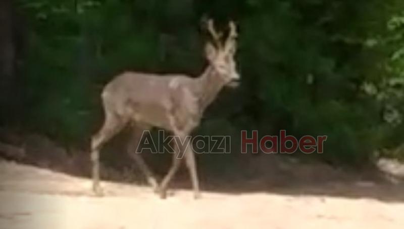 Bahçesinde ortaya çıktı, hemen kayda aldı
