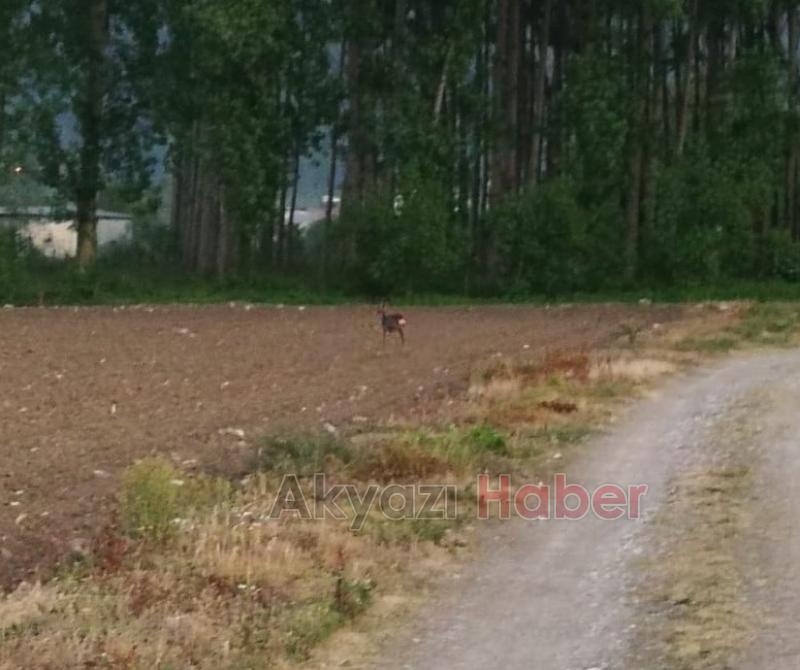 Yavru Karaca ilçeye kadar indi
