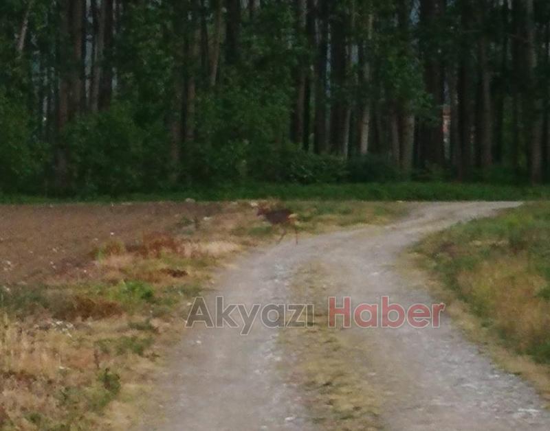 Yavru Karaca ilçeye kadar indi