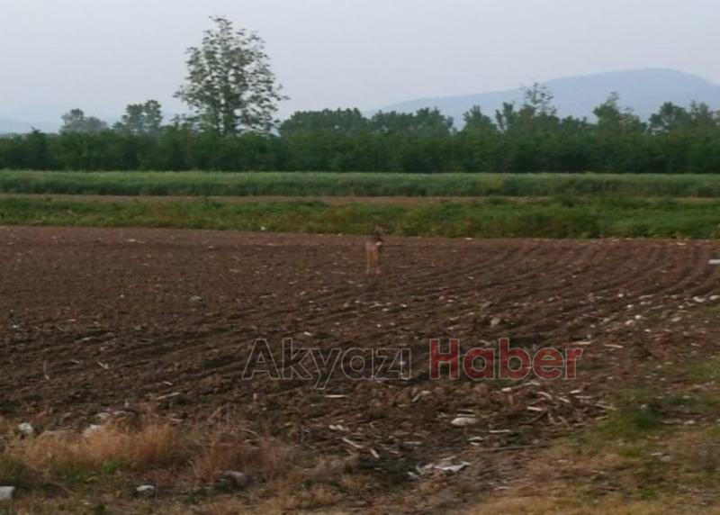 Yavru Karaca ilçeye kadar indi