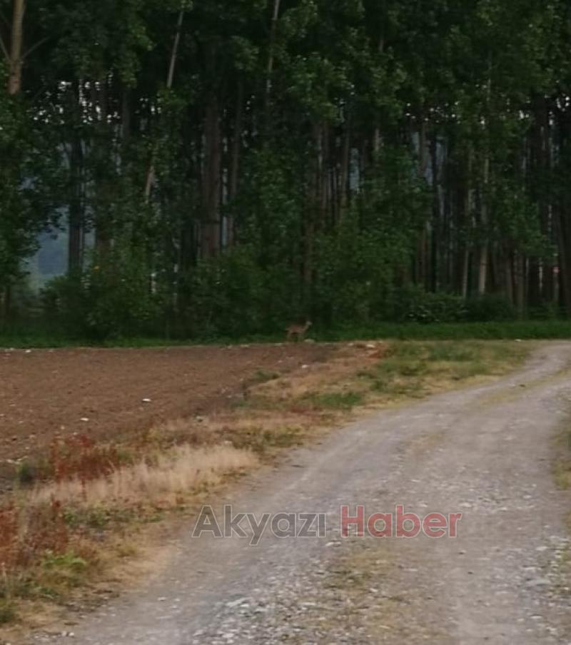 Yavru Karaca ilçeye kadar indi