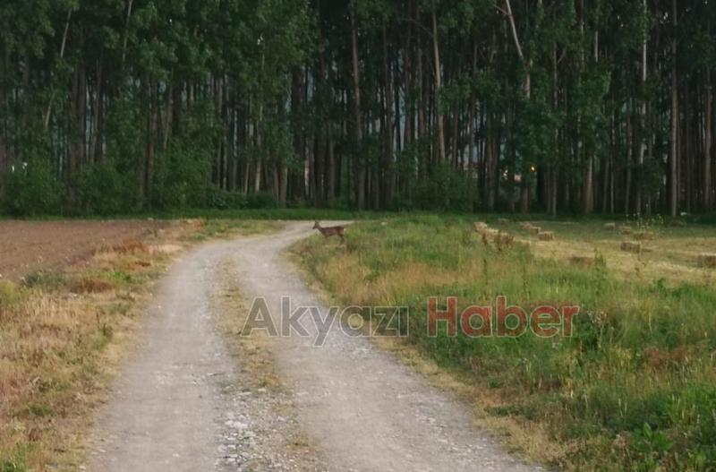 Yavru Karaca ilçeye kadar indi