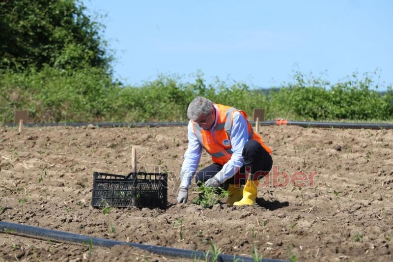 Ata Tohumları toprakla buluşturuldu