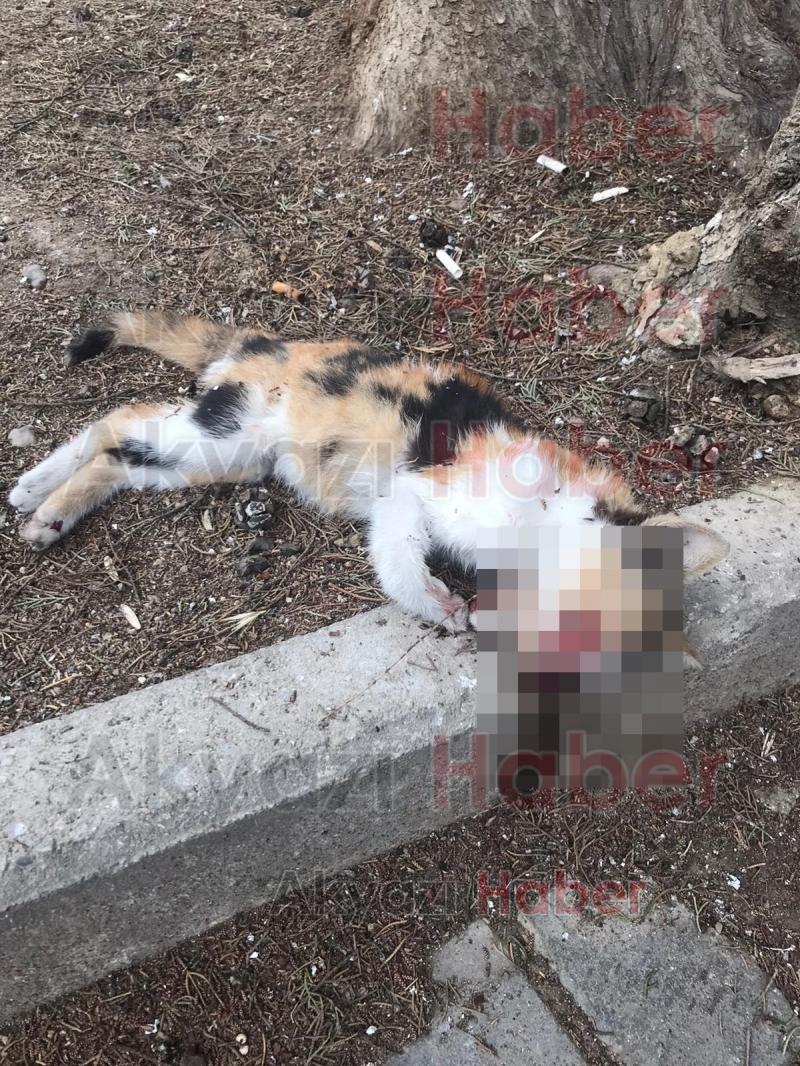 Gözü oyulup ölmüş kedi bulundu