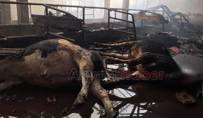 4 büyükbaş telef oldu, yüzlerce saman yandı