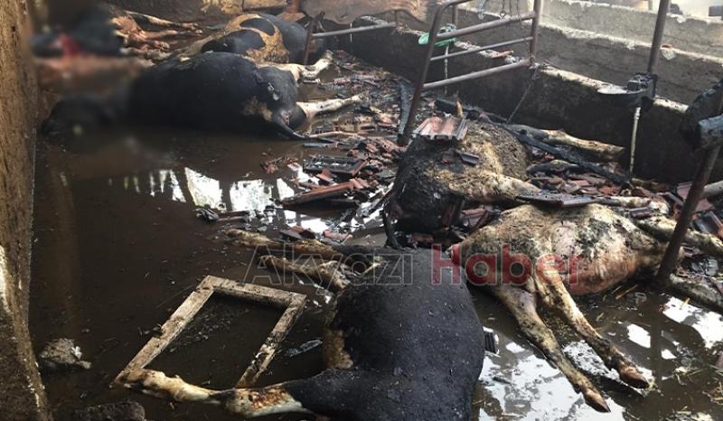 4 büyükbaş telef oldu, yüzlerce saman yandı