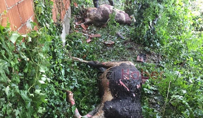 4 büyükbaş telef oldu, yüzlerce saman yandı