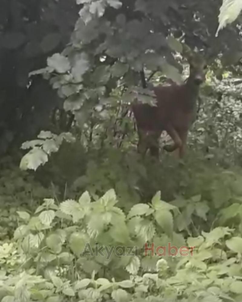 Karaca böyle görüntülendi