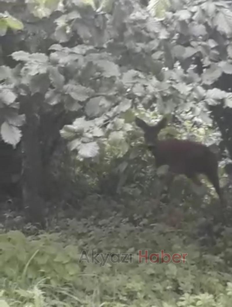 Karaca böyle görüntülendi