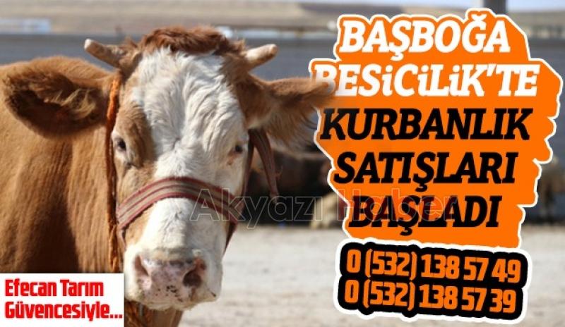 Efecan Tarım Güvencesiyle Bu Yıl Kurbanlıklar Başboğalar Besicilikte!