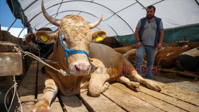 Efecan Tarım Güvencesiyle Bu Yıl Kurbanlıklar Başboğalar Besicilikte!