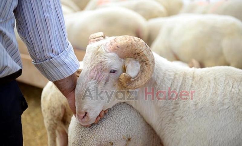 Efecan Tarım Güvencesiyle Bu Yıl Kurbanlıklar Başboğalar Besicilikte!