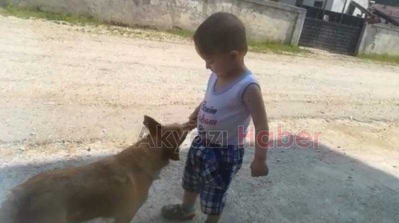 Çikolatasını sokak köpeğiyle paylaştı